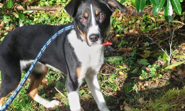 Couple Sent To Prison for Appalling Crimes on Two Dogs-One Died One Saved