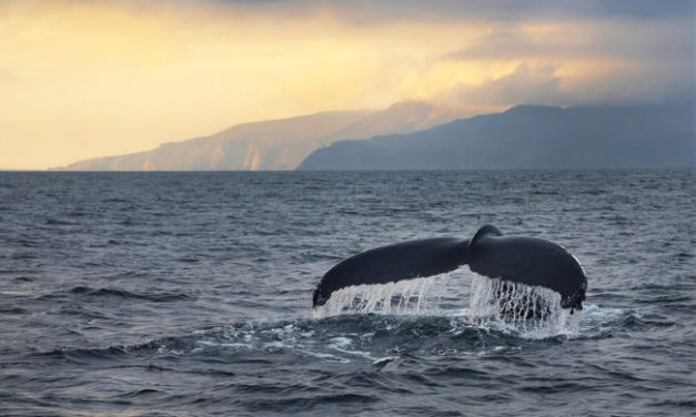 Meath Entrants DO Well In National Photography Competition