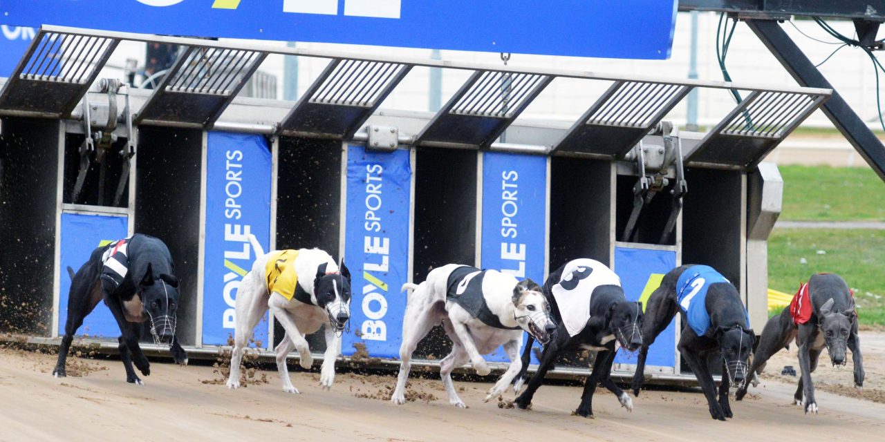 Boyles Derby Semi-finals Tonight at the Ringsend Track