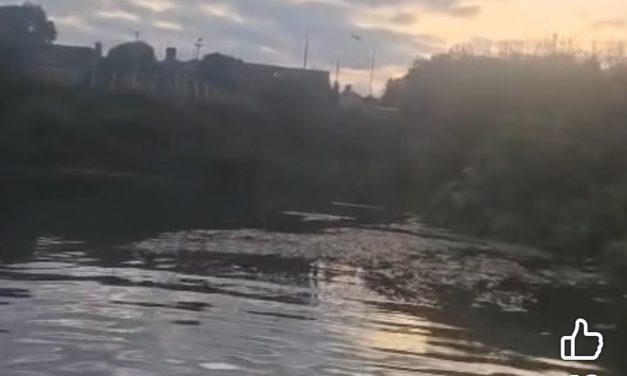 Sharp drop in Boyne salmon worrying says river trust