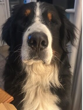 Alfie A Blind Bernese Mountain Dog from Meath WINS BRAVERY DOG AWARD
