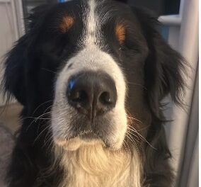 Alfie A Blind Bernese Mountain Dog from Meath WINS BRAVERY DOG AWARD