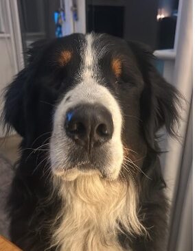Alfie A Blind Bernese Mountain Dog from Meath WINS BRAVERY DOG AWARD